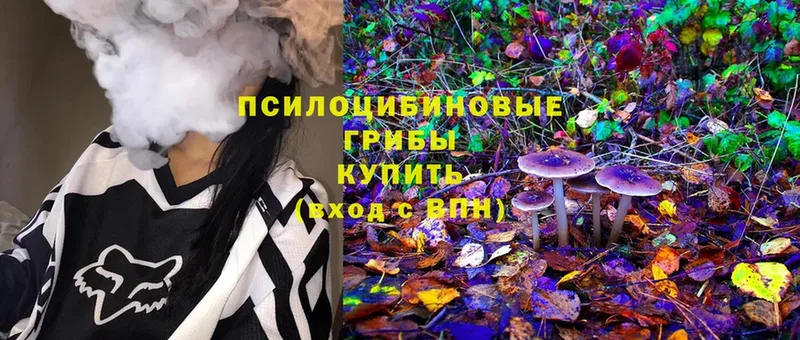 Псилоцибиновые грибы мицелий  Камышлов 